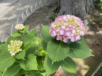諦めていませんか？動き始めの体の痛み